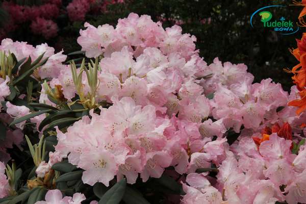 Rhododendron Tania